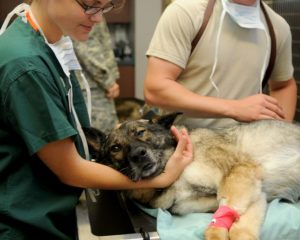 Veterinaria working on a dog with a vet tech